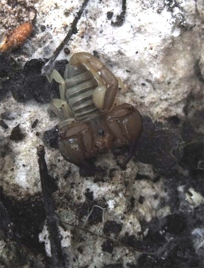 Euscorpius sicanus dal Gargano